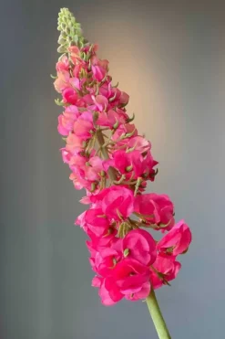 Pip Studio Pip Kunstbloemen Sunset Kiss New